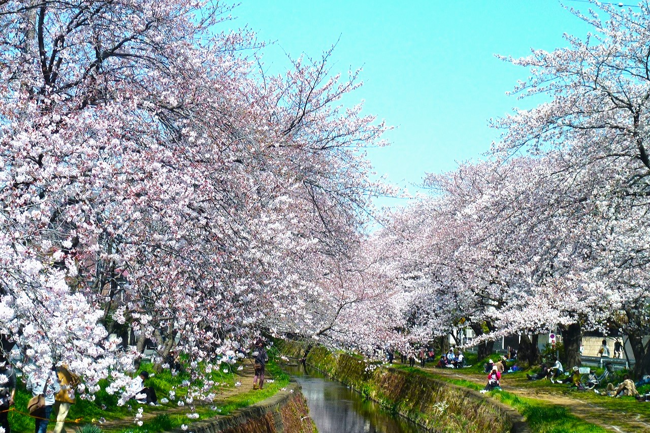 満開の桜を満喫！春を楽しむ日帰り花見さんぽ